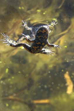 Fire-bellied Toad (Bombina bombina) underwater photography in the pond. water habitat clipart