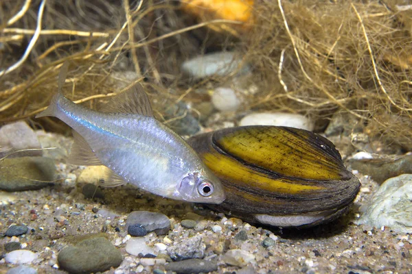 Frashwater fish rhodeus amarus con mejillón. Fotografía submarina — Foto de Stock