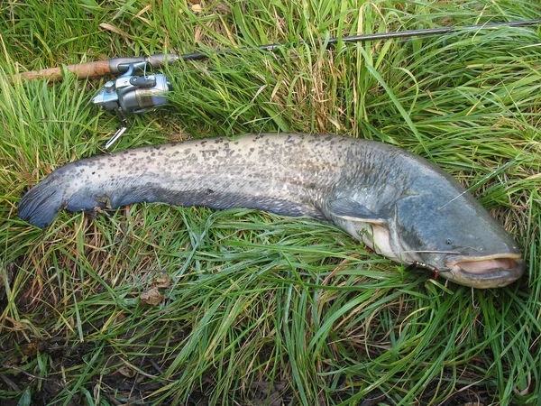 Welse Silurus Glanis Nach Einem Kampf Auf Dem Gras Mit — Stockfoto