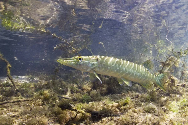 Freshwater Fish Northern Pike Esox Lucius Beautiful Clean Pound Underwater — Stock Photo, Image