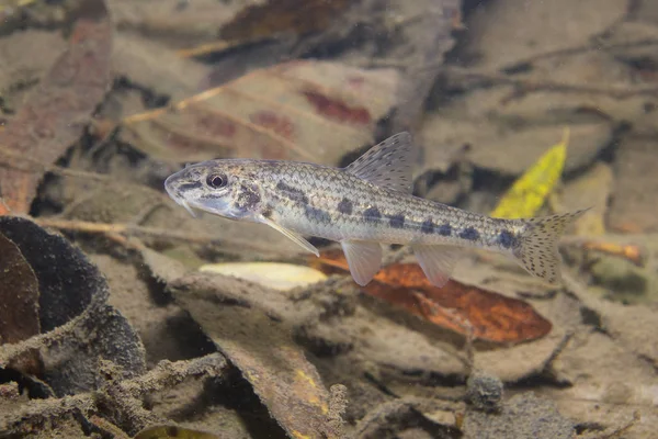 Gudgeon (Gobio gobio) underwater photography, river habitat