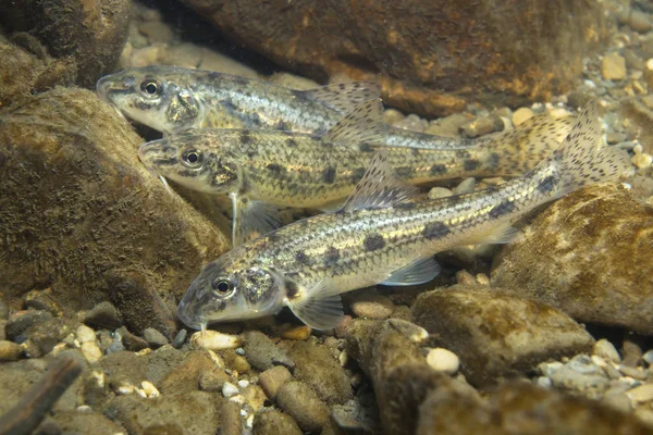 Gudgeon (Gobio gobio) — Stock Photo, Image