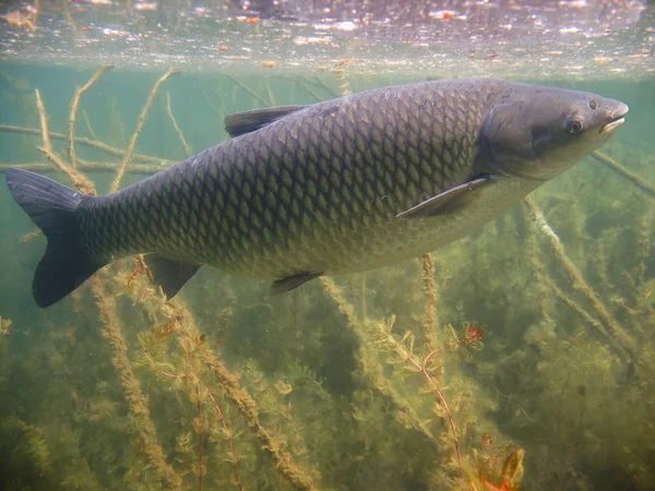 Underwater Picture Grass Carp Ctenopharyngodon Idella Wild Life Animal Grass — Stock Photo, Image