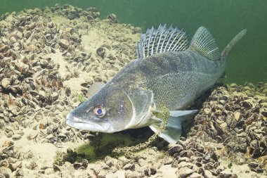 Güzel temiz Lirası içinde tatlı su balığı pike levrek (Sander lucioperca). Göldeki su altı atış. Vahşi yaşam hayvan. Güzel arka plan ile doğa ortamlarında Pike levrek. Gölde yaşamak. 