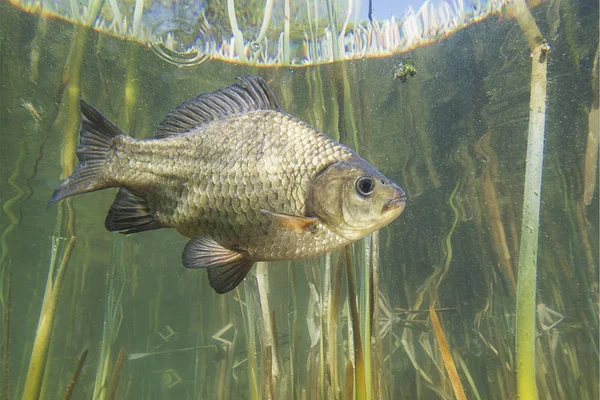 Güzel temiz Lirası tatlı su balığı crucian sazan (Carassius carassius). Göldeki su altı atış. Vahşi yaşam hayvan. Havuz balığı güzel arka plan ile doğa ortamlarında.