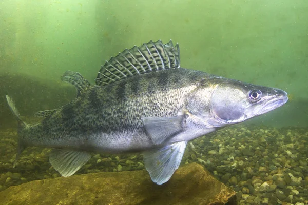 Güzel temiz Lirası içinde tatlı su balığı pike levrek (Sander lucioperca). Göldeki su altı atış. Vahşi yaşam hayvan. Güzel arka plan ile doğa ortamlarında Pike levrek. Gölde yaşamak. 
