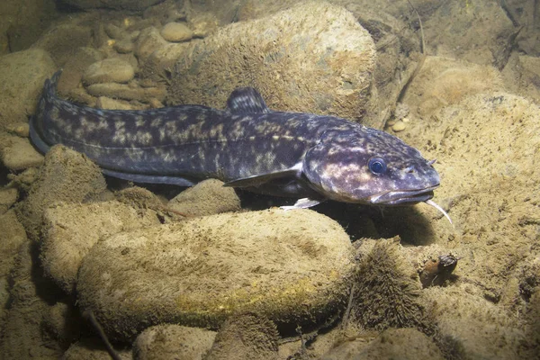 Burbot Lota Lota Плавание Пресноводных Рыб Lota Lota Подводная Фотография — стоковое фото