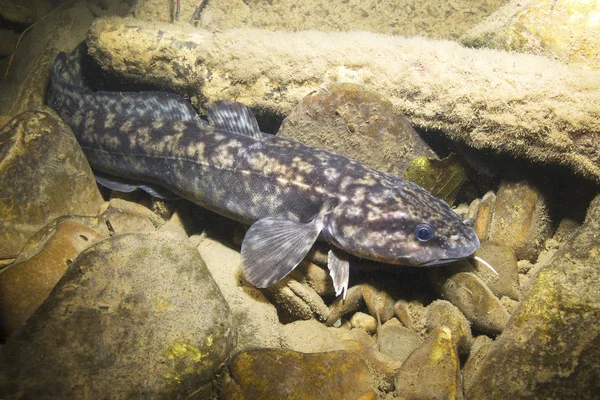 Klette Lota Lota Schwimmen Süßwasserfisch Lota Lota Unterwasserfotografie Klaren Wasser — Stockfoto