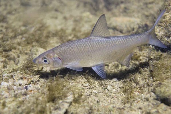 Vimba Vimba Vimba Underwater Close Photography Nice Fish Freshwater Fish — Stock Photo, Image