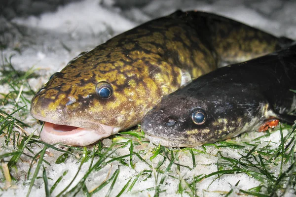 Rohe Süßwasserfischklette Nahaufnahme Auf Schnee Winterfischen Eisfischen Leben Fluss Zwei — Stockfoto