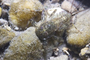 Nedir perisi kapatın. Nedir sadece yetişkin form olarak çok kısa bir hayat yaşamak ve bu aşamada yemek değil. Ecdyonurus larva biyofilm kazıma. Nehir habitat. Sualtı fotoğrafçılığı.
