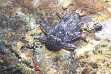 Nedir perisi kapatın. Nedir sadece yetişkin form olarak çok kısa bir hayat yaşamak ve bu aşamada yemek değil. Ecdyonurus larva biyofilm kazıma. Nehir habitat. Sualtı fotoğrafçılığı.