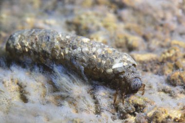 Caddisflie larva içinde inşa edilmiş ev sular altında. Trichoptera. (Caddisfly). Sualtı fotoğrafçılığı. Nehir habitat. 