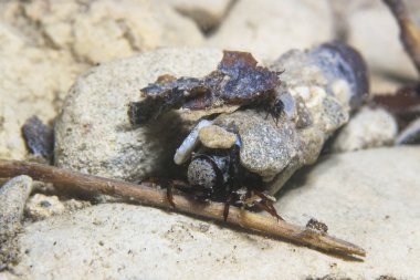 Caddisflie larva içinde inşa edilmiş ev sular altında. Trichoptera. (Caddisfly). Sualtı fotoğrafçılığı. Nehir habitat. 