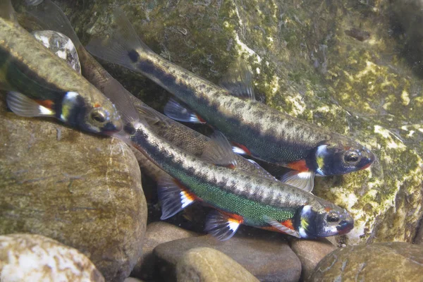 Sualtı fotoğrafçılığı ortak golyan balığı (phoxinus phoxinus), küçük bir dere içinde yumurtlama için hazırlanıyor. Güzel küçük balık fotoğrafı kapatın. Sualtı fotoğrafçılığı vahşi doğada. Nehir habitat. 