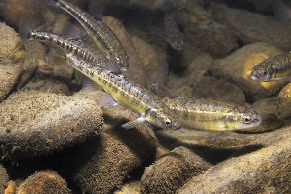 Underwater Photography Common Minnow Phoxinus Phoxinus Preparing Spawning Small Creek Royalty Free Stock Images