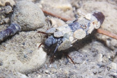 Caddisflie larva içinde inşa edilmiş ev sular altında. Trichoptera. (Caddisfly). Sualtı fotoğrafçılığı. Nehir habitat. 