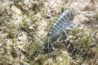 Güzel bacgroud ile kabuklu Amphipoda sualtı fotoğrafçılığı. Arthropoda Gammarus pulex. Nehir ortamında yaşıyor. Akvaryum balık, sürüngenler, kuşlar için uygun beslemeleri