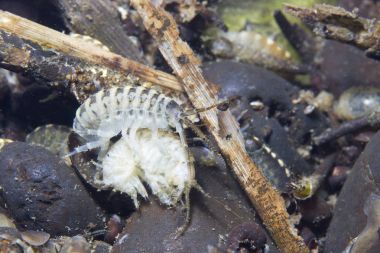 Güzel bacgroud ile kabuklu Amphipoda sualtı fotoğrafçılığı. Arthropoda Gammarus pulex. Nehir ortamında yaşıyor. Akvaryum balık, sürüngenler, kuşlar için uygun beslemeleri