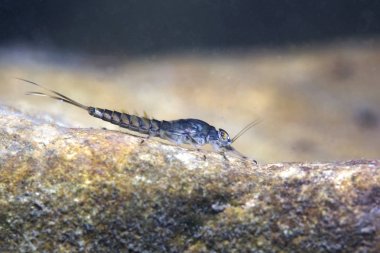 Nedir perisi kapatın. Nedir sadece yetişkin form olarak çok kısa bir hayat yaşamak ve bu aşamada yemek değil. Ecdyonurus larva biyofilm kazıma. Nehir habitat. Sualtı fotoğrafçılığı.