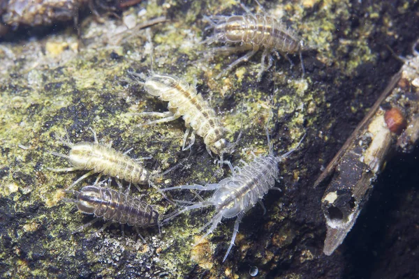 Amphipoda 水下摄影与美丽的 Bacgroud 节肢动物 Gammarus 住在河的栖息地 水族馆饲料适合鱼类 爬行动物 — 图库照片