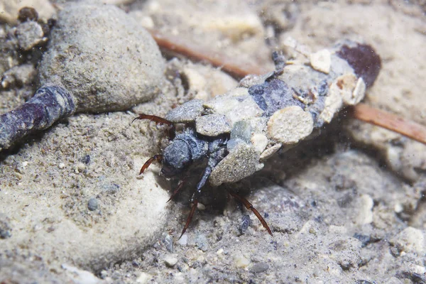 Caddisflie larva içinde inşa edilmiş ev sular altında. Trichoptera. (Caddisfly). Sualtı fotoğrafçılığı. Nehir habitat. 
