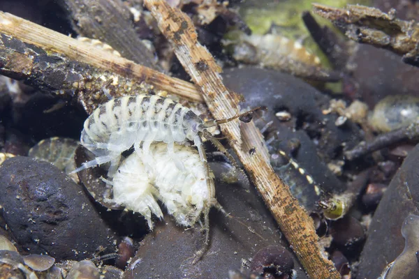 甲殻類端脚目美しい Bacgroud での水中写真 節足動物 Gammarus Pulex 川の生息地に住んでいます 水族館の魚 爬虫類 鳥に適したフィードします — ストック写真