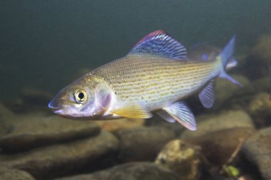 Gölge balığı (Thymallus thymallus). Tatlı su balık Thymallus thymallus, temiz su sualtı fotoğrafçılığı yüzme. Dağ dere içinde yaşamak. Güzel nehir habitat.