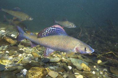 Gölge balığı (Thymallus thymallus). Tatlı su balık Thymallus thymallus, temiz su sualtı fotoğrafçılığı yüzme. Dağ dere içinde yaşamak. Güzel nehir habitat.