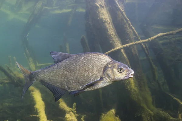 Underwater Photography Carp Bream Abramis Brama Beautiful Fish Close Photo — Stock Photo, Image