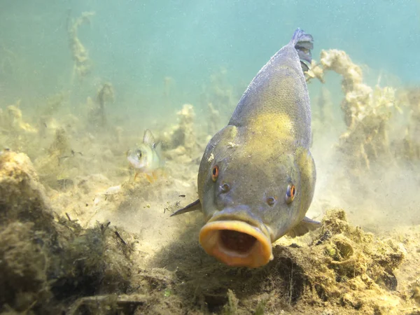 Freshwater Fish Tench Tinca Tinca Beautiful Clean Pound Underwater Shot — Stock Photo, Image
