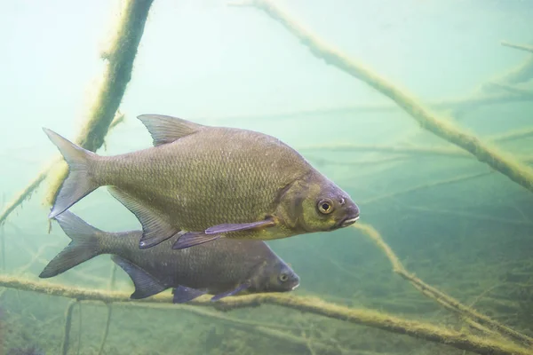 Abramis 実際に Brama の水中写真 美しい魚の写真をクローズ アップ 野生の自然での水中写真 川の生息地 明確な池で水泳の一般的な鯛 — ストック写真