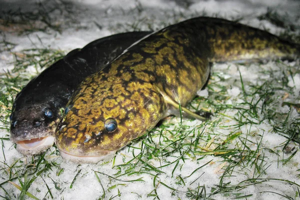 Pescado Crudo Agua Dulce Burbot Primer Plano Nieve Pesca Invierno — Foto de Stock