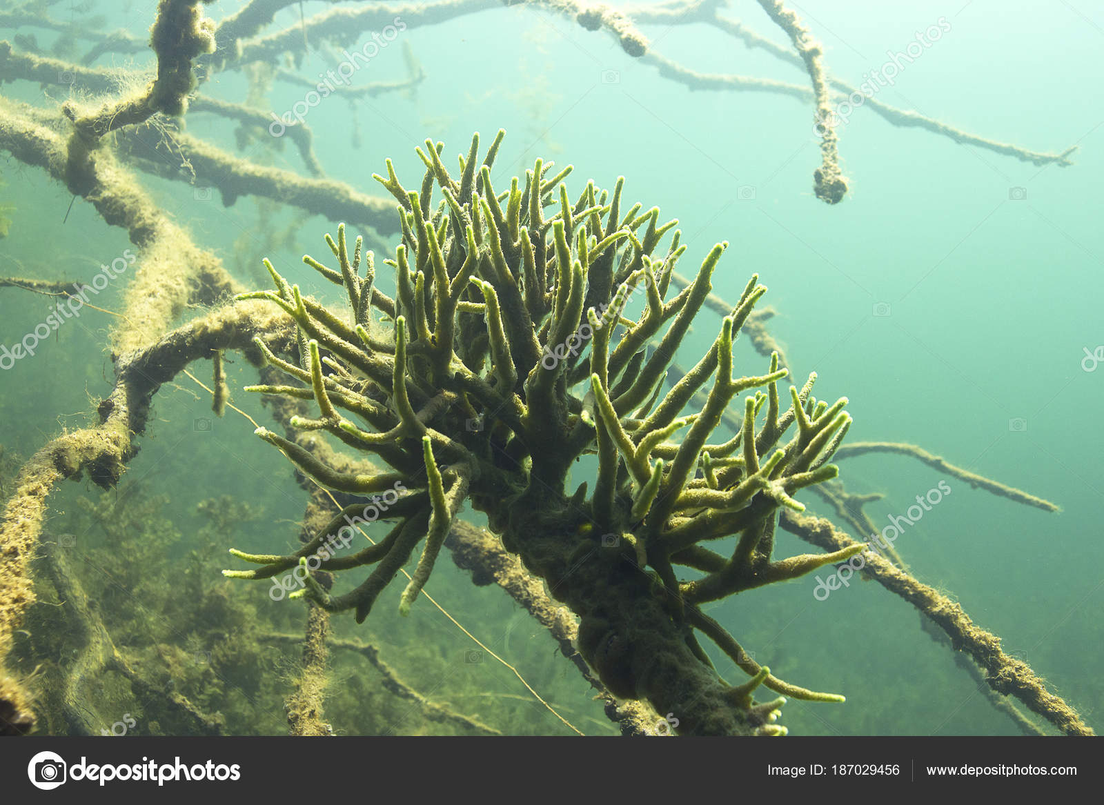 depositphotos_187029456-stock-photo-freshwater-sponge-spongilla-lacustris-underwater.jpg