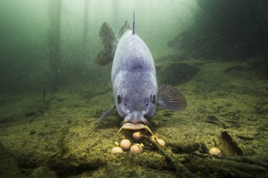 Tatlı su balık sazan (Cyprinus carpio) güzel içindeki boilie ile besleme Lirası temiz. Göldeki su altı atış. Vahşi yaşam hayvan. Güzel arka plan ile doğa ortamlarında sazan.