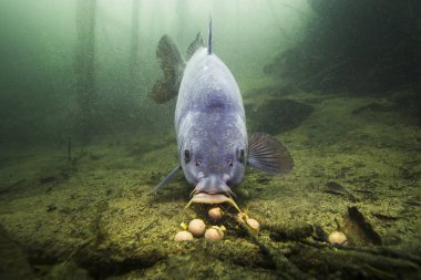 Freshwater fish carp (Cyprinus carpio) feeding with boilie in the beautiful clean pound. Underwater shot in the lake. Wild life animal. Carp in the nature habitat with nice background. clipart