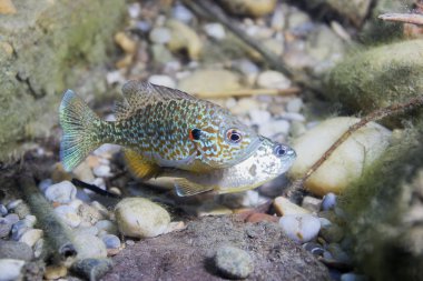 Sualtı fotoğrafçılığı tatlı su balık kabak (Lepomis gibbosus). Bir su birikintisi içinde yüzmeye invaziv türler. Göl ortamlarında güneş balığı. Vahşi hayvan. Sonnenbarsch yumurtlama için hazırlanıyor. 