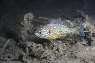 Underwater photography of a freshwater fish Pumpkinseed (Lepomis gibbosus). Invasive species swimming in a pond. Sunfish in lake habitat. Wildlife animal Sonnenbarsch. clipart