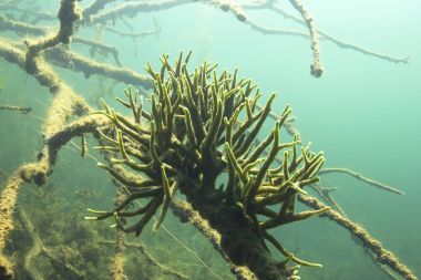 Tatlı su sünger (Spongilla lacustris) sualtı fotoğrafçılığı, Aile tatlı su gölleri yaşıyor Spongillidae. Kez günlükleri veya kayaların altında büyür. Göl habitat.