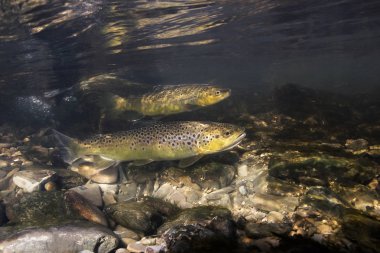 Sualtı fotoğrafçılığı kahverengi alabalık (Salmo trutta) küçük dereye yumurtlama için hazırlanıyor. Güzel salmonid balık fotoğrafı kapatın. Vahşi doğada sualtı fotoğrafçılığı. 