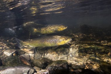 Underwater photography of brown trout (Salmo trutta) preparing for spawning in small creek. Beautiful salmonid fish in close up photo. Underwater photography in wild nature.  clipart