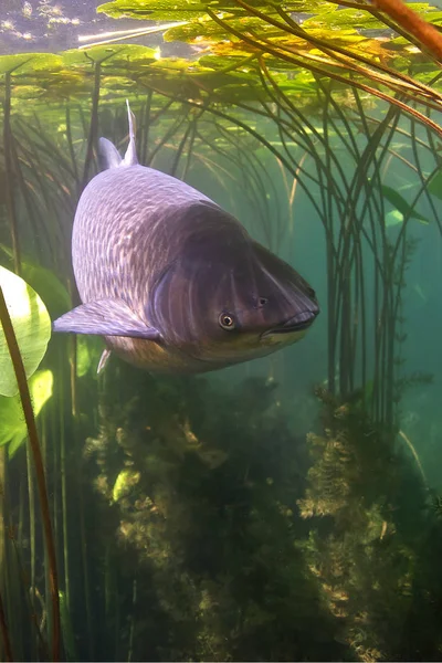 Freshwater fish grass carp (Ctenopharyngodon idella) in the beautiful clean pound. Underwater shot in the lake. Carp Wild life animal. Grasskarpfen in the nature habitat with nice backgroundand water lily.