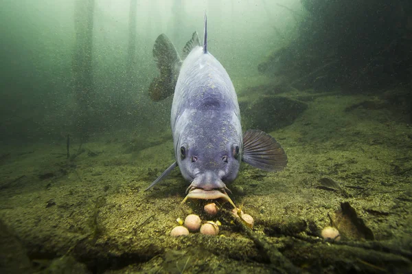 Freshwater Fish Carp Cyprinus Carpio Feeding Boilie Beautiful Clean Pound — Stock Photo, Image