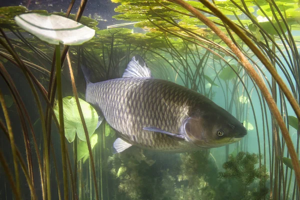 Freshwater fish grass carp (Ctenopharyngodon idella) in the beautiful clean pound. Underwater shot in the lake. Wild life animal carp. Grasskarpfen in the nature habitat with nice backgroundand water lily.