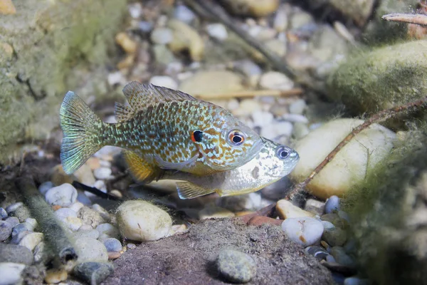 Underwater photography of a freshwater fish Pumpkinseed (Lepomis gibbosus). Invasive species swimming in a pond. Sunfish in lake habitat. Wildlife animal. Sonnenbarsch preparing for spawning.