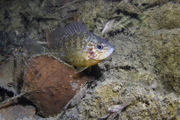 Underwater Photography Freshwater Fish Pumpkinseed Lepomis Gibbosus Invasive Species Swimming — Stock Photo, Image