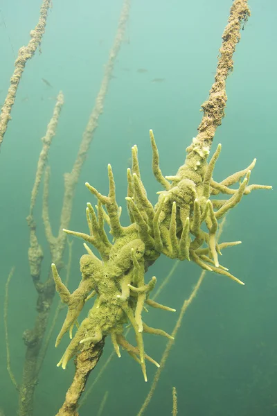 淡水海绵 Spongilla Lacustris 水下摄影 Spongillidae 生活在淡水湖泊 它经常生长在原木或岩石下 湖栖所 — 图库照片