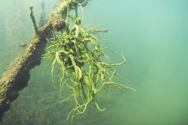淡水海绵 Spongilla Lacustris 水下摄影 Spongillidae 生活在淡水湖泊 它经常生长在原木或岩石下 湖栖所 — 图库照片