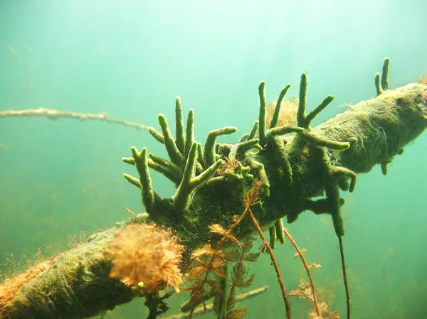 淡水海绵 Spongilla Lacustris 水下摄影 Spongillidae 生活在淡水湖泊 它经常生长在原木或岩石下 湖栖所 — 图库照片