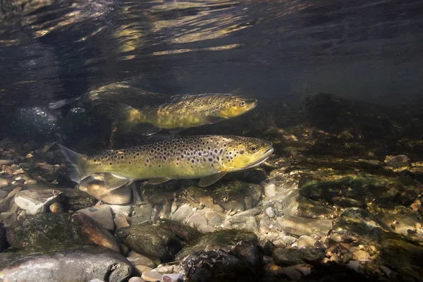 Sualtı fotoğrafçılığı kahverengi alabalık (Salmo trutta) küçük dereye yumurtlama için hazırlanıyor. Güzel salmonid balık fotoğrafı kapatın. Vahşi doğada sualtı fotoğrafçılığı. 